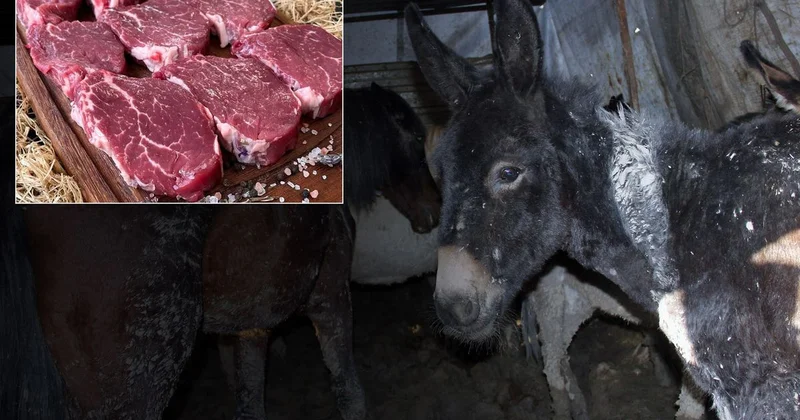 Bakanlık markayı açıkça ifşa etti: Vatandaşa at ve eşek eti yedirdiler