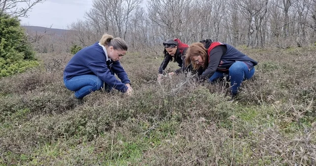 Tekirdağ da süne zararlısına karşı saha çalışmaları başlatıldı Tekirdağ Haberleri