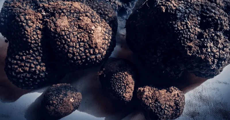 Türkiye nin siyah elmasını keşfetti: Kilosu 20 bin liradan yılda 1 ton Avrupa ya gönderiyor Sözcü Gazetesi