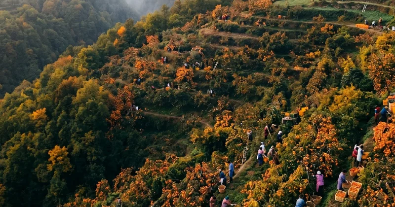 Kardeş ülke rotayı Anadolu’ya kırdı: Türkiye’nin stratejik meyvesi Azerbaycan’da yeniden doğuyor Sözcü Gazetesi