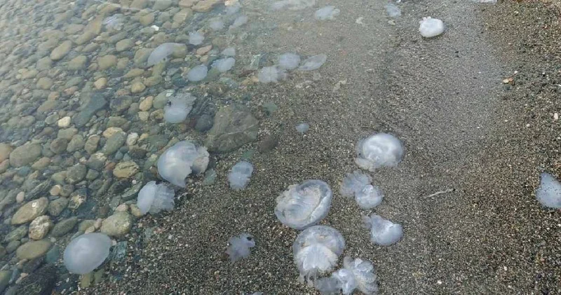 Sahili istila ettiler! Dokunmayın uyarısı yapıldı