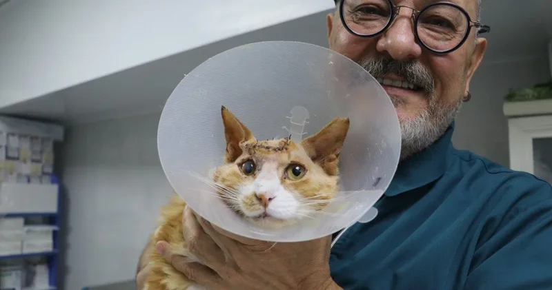 Sokaktaki canı dayanışma yaşattı: Kafatası delik kedi için seferber oldular!