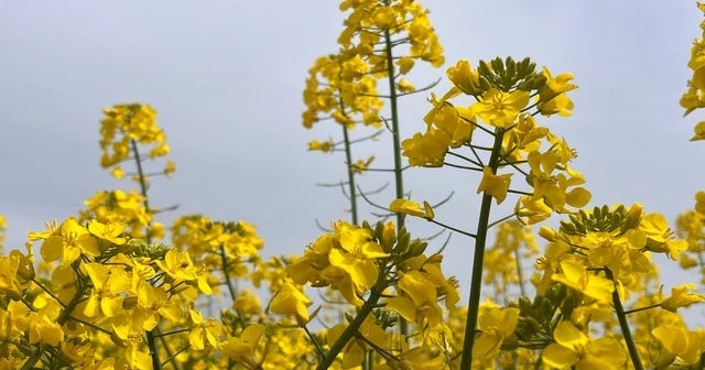 Hayrabolu da bu yıl 21 bin dekar alanda kanola ekimi yapıldı Tekirdağ Haberleri