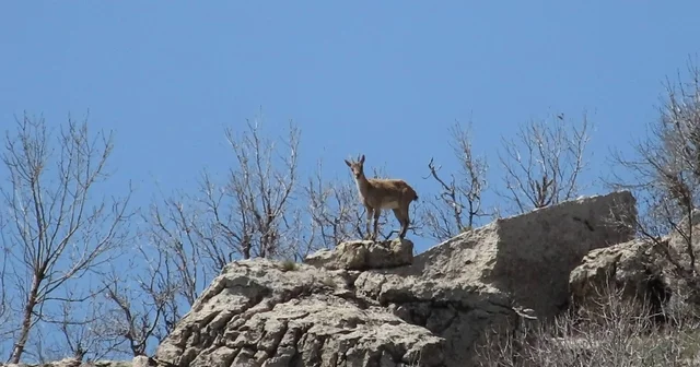 Çermik dağları dağ keçilerine emanet Diyarbakır Haberleri