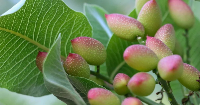 Siirt fıstığında yok yılı ezberi bozuluyor