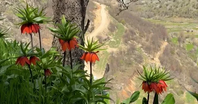 ‘Ağlayan gelin’ler doğaya renk kattı: Adıyaman’da ters laleler açtı VİDEO İZLE