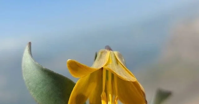 İsmini keşfedildiği ilçeden alıyor: Ender görülen Çermik ters lalesi çiçek açtı Diyarbakır Haberleri