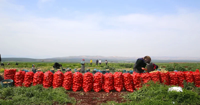 Çuval çuval hasat edilmeye başlandı: 122 bin ton rekolte bekleniyor Sözcü Gazetesi