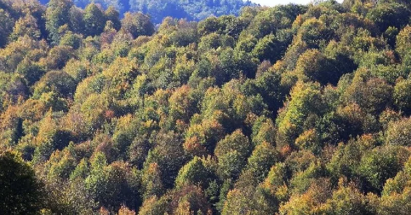 180 yıl önce ortadan kaybolan dev canlı olarak yeniden ortaya çıktı Sözcü Gazetesi