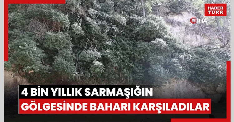 4 bin yıllık sarmaşığın gölgesinde baharı karşıladılar