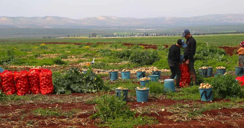 Çuval çuval topluyorlar! Hasadı 45 gün sürecek