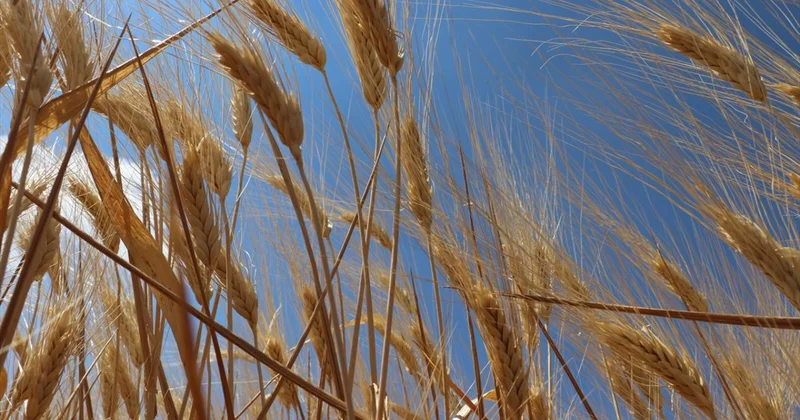 Hububatta rekolte beklentisi yükseldi