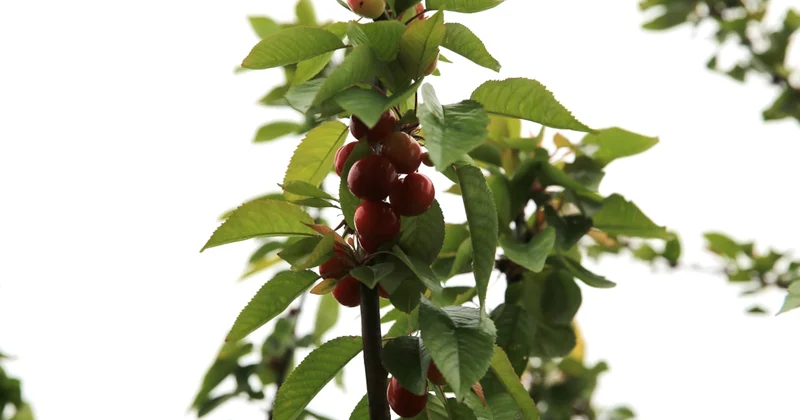 Yılın ilk hasadı yapıldı: Kilosu 6 bin lira Sözcü Gazetesi