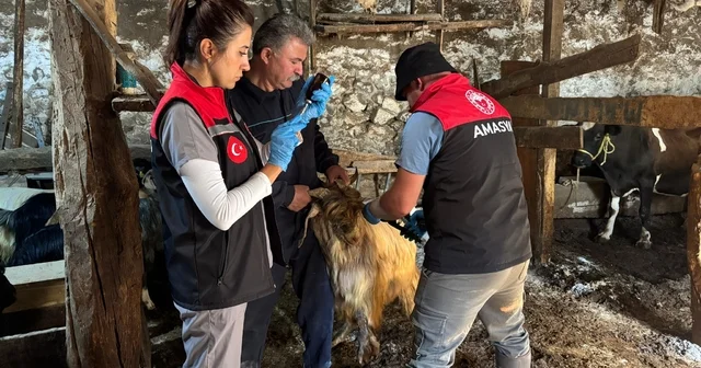 Gümüşhacıköy de küçükbaş hayvanlara yönelik aşı ve küpeleme çalışmaları sürüyor Amasya Haberleri