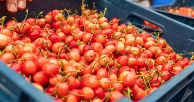Manisa haberleri Manisa da ilk kiraz hasadı yapıldı! Kilogram fiyatı gram altınla eş değer 17 Nisan 2026