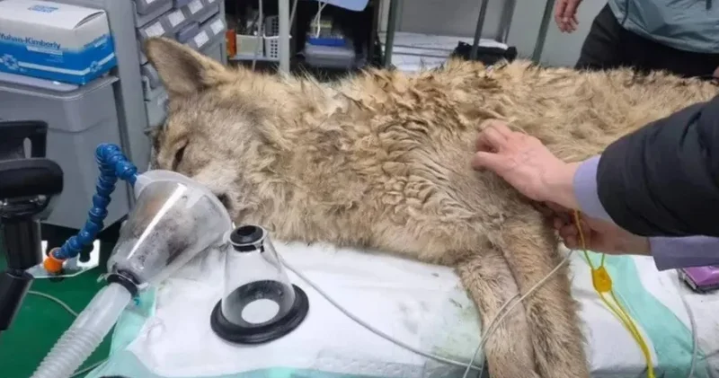 9 günlük kaçış sona erdi! Kore kurdu sağ olarak yakalandı