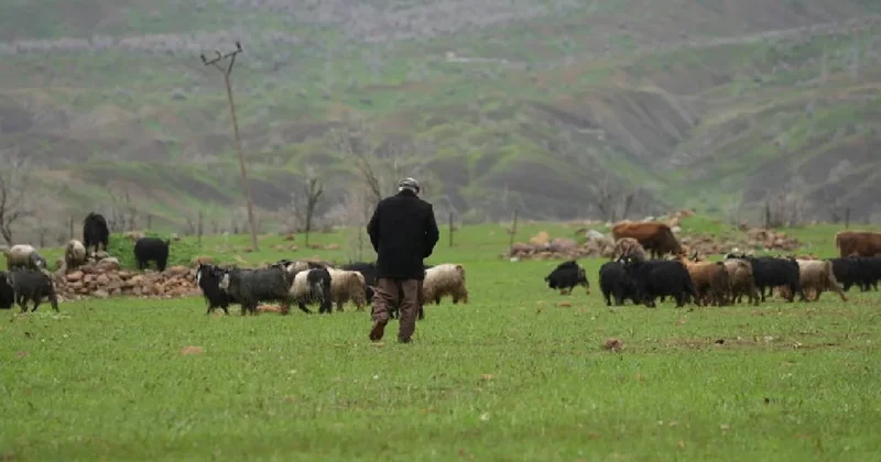 Hayvanlarını otlatan çoban tesadüfen dev bir yaratık buldu Sözcü Gazetesi