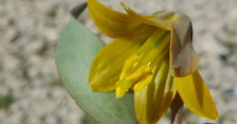 Ender görülen Çermik ters lalesi çiçek açtı