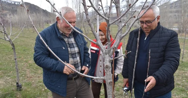 Bayburt ta üreticilere aşılama ve budama eğitimi verildi Bayburt Haberleri