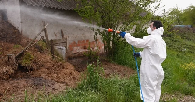 Düzce de daha uçmadan bitirmek için mücadele başladı Larva ve uçkun ile mücadele sürüyor Asya kaplan sivrisineğine dikkat Düzce Haberleri