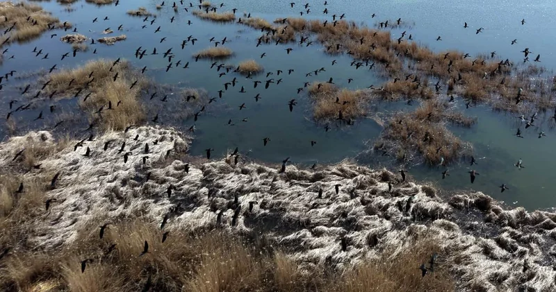 Kuşlar buraya akın akın geliyorlar: Derinliği tam iki metreyi buluyor