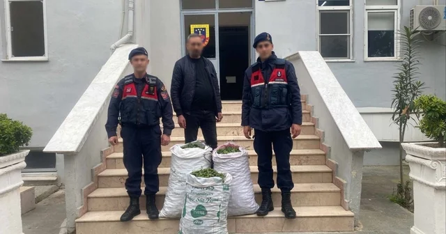 Germencik te incir bahçesinde jandarmadan suçüstü Aydın Haberleri