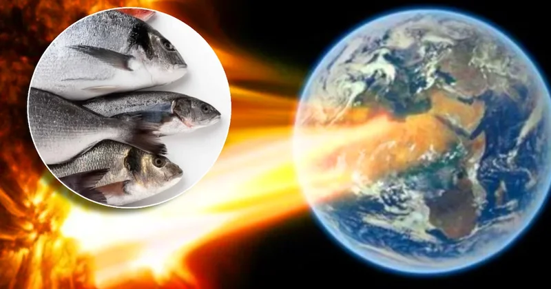 Bugün başladı, 24 saat sürecek: Balık yiyin çağrısı yapıldı Sözcü Gazetesi