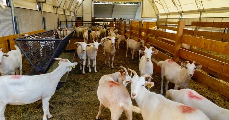 Fransa yı şok eden olay: Afgan mülteci tüm ahıra tecavüz etti Sözcü Gazetesi