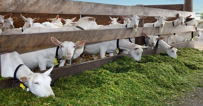 Ülkeyi ayağa kaldıran olay: 19 yaşındaki genç ahırdaki tüm keçileri istismar etti