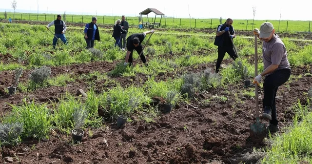 Yenişehir de lavanta mevsimi başlıyor Diyarbakır Haberleri