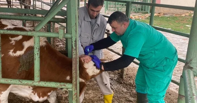 Beyşehir de hayvan sağlığını koruma çalışmaları Konya Haberleri