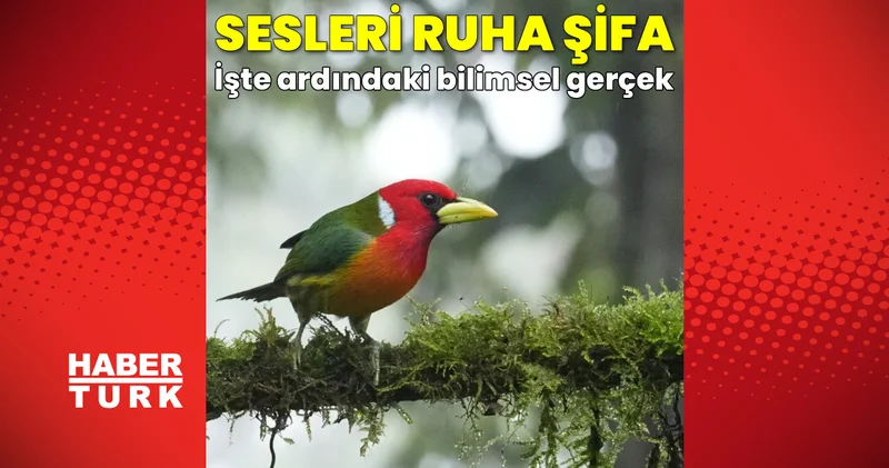 Kuş seslerini dinlemek ruhumuza neden iyi gelir? İşte ardındaki bilimsel gerçek