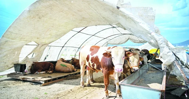 Kurbanlık seçerken pasaport kontrolü yapın Yerel Gündem Haberleri