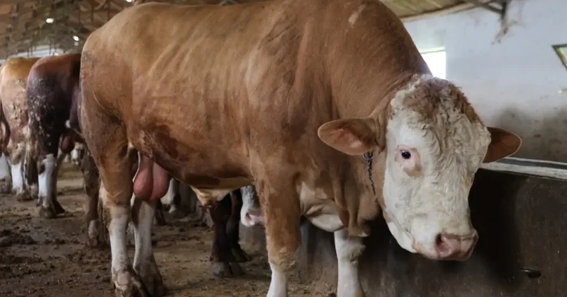 Elazığ’da 1 ton 200 kiloluk isimsiz tosun, alıcısını bekliyor