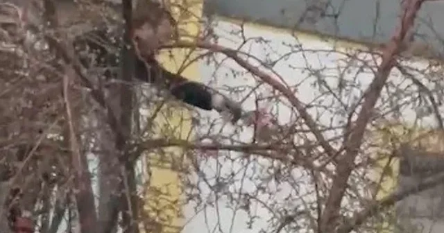 Ağaçta mahsur kalan güvercini itfaiye ekipleri kurtardı VİDEO İZLE
