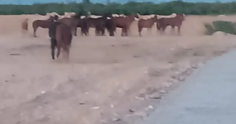 Malatya da çiftlikten kaçan atlar ekipleri alarma geçirdi