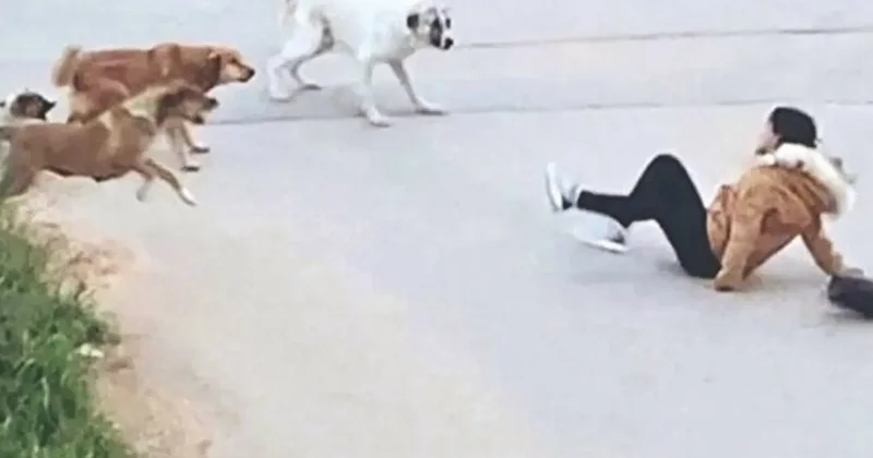 Başıboş sokak köpekleri için çözüm çağrısı: Topluca itlaf edilmeliler