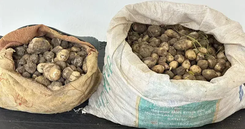 Tunceli’de izinsiz 31 kilo salep yumrusu toplayan 3 kişiye 2 milyon TL ceza