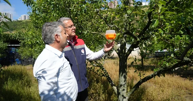 Meyvelerin en büyük düşmanına Samsun da savaş açıldı Akdeniz meyve sineği ile mücadele kapsamında 110 çiftçiye bin 600 adet kitlesel tuzak dağıtıldı Samsun Haberleri Habertürk Yerel Haberler