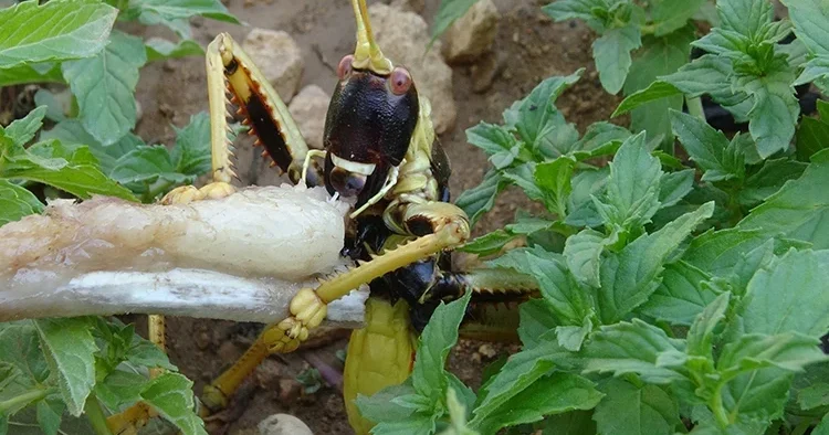 Hasat sırasında gördüğü el kadar çekirgeyi etle besledi