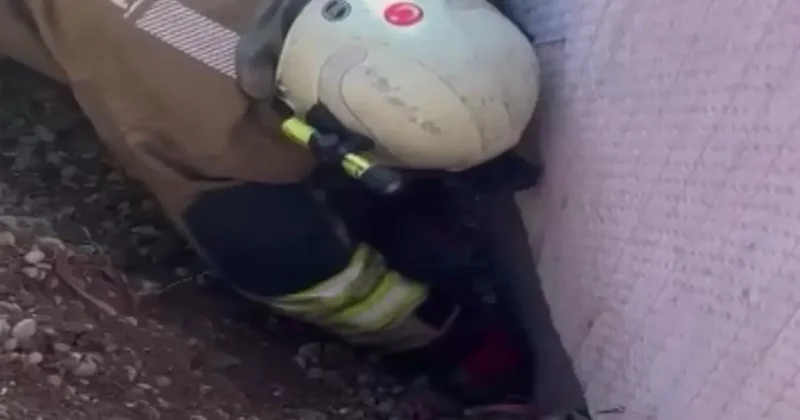 Moloz yığını altında kalan yavru kedi kurtarıldı