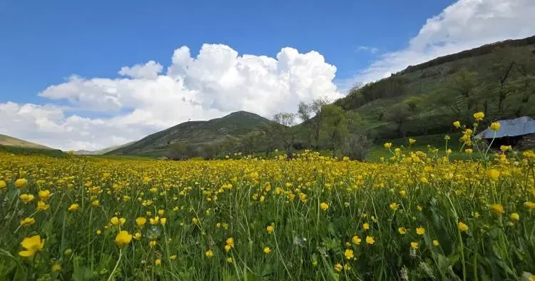 Sadece 20 gün sürüyor: Gelen unutamıyor... Gümüşhane nin gizli kalmış vadisinde göz alıcı manzara