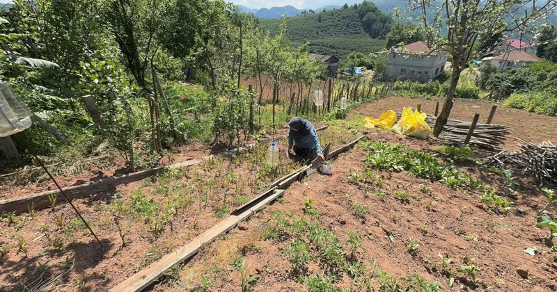 Sosyal medyada gördü, hayatı değişti: Milyonların peşinde olduğu yeşil altını köyünde yetiştiriyor Sözcü Gazetesi