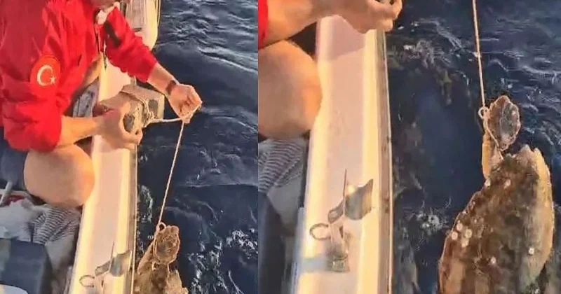 Kuşadası nda Caretta Caretta Kaldırım Taşından Kurtarıldı