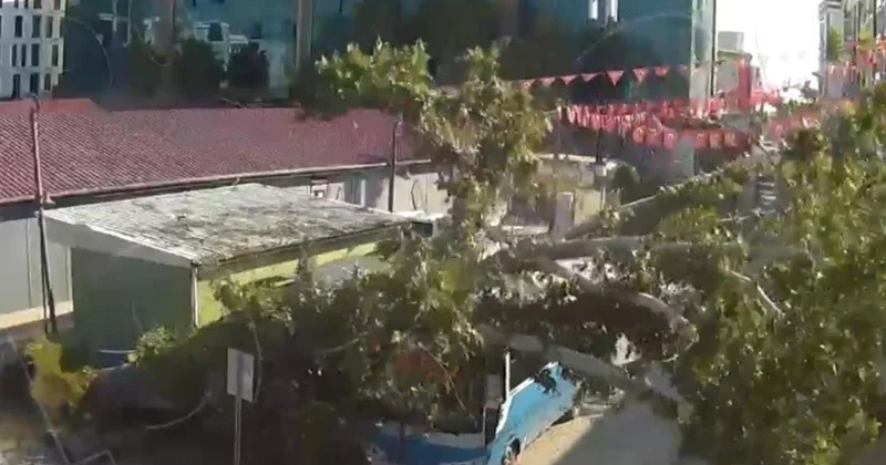 Osmaniye de çınar ağacı otobüsün üzerine düştü
