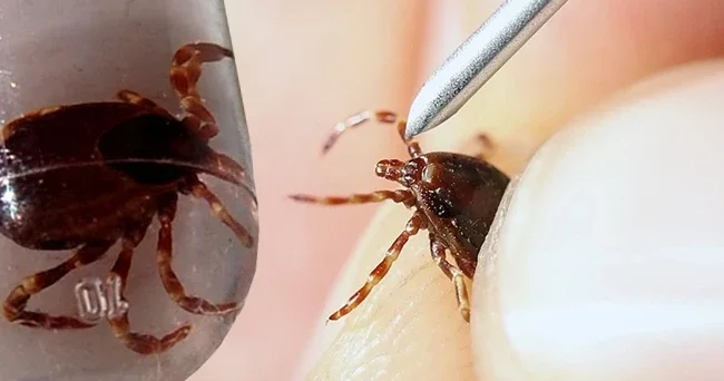 Kentte kene alarmı: Bu yıl fazla yağışlardan dolayı artış olabilir dedi ve uyardı