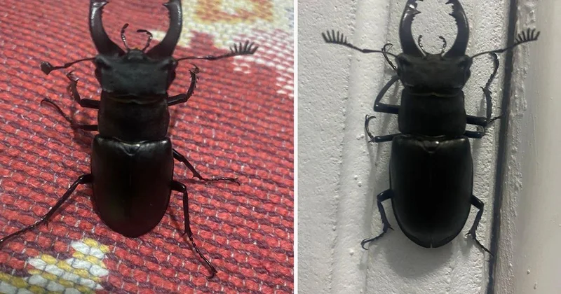 Muğla da nadir geyik böceği balkonda görüntülendi
