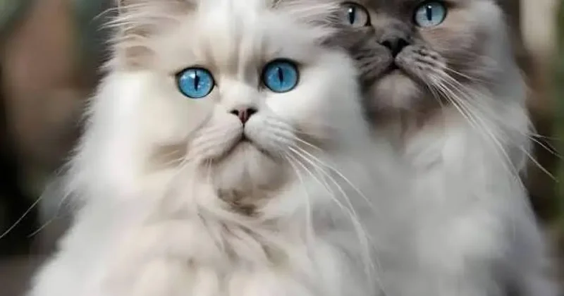 Yüzlerce kedi kesilmek üzereyken kurtarıldı