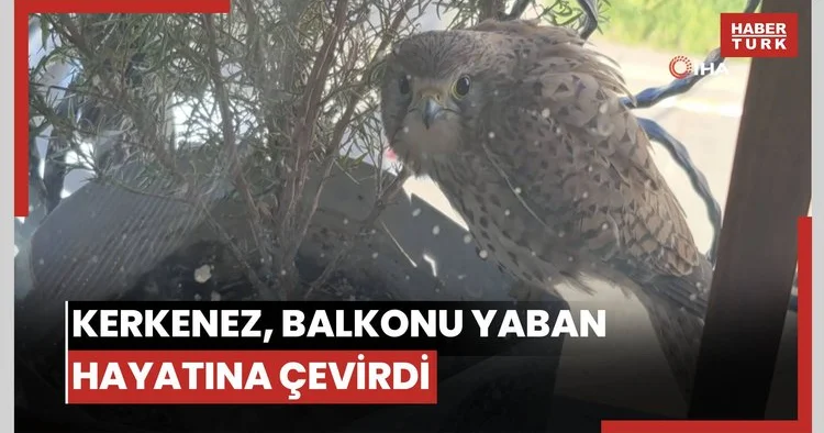 Saksıda yumurtlayan kerkenez, balkonu yaban hayatına çevirdi