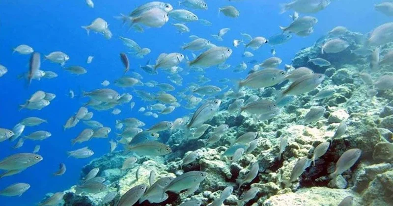 Sudan fırlayıp havadaki kuşu kapıyor: Piranadan daha tehlikeli balık Sözcü Gazetesi